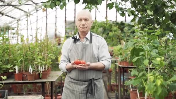 Retrato Homem Idoso Avental Segurando Tomates Suas Mãos Uma Estufa — Vídeo de Stock