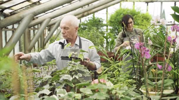 Grupp Moderna Trädgårdsmästare Som Arbetar Ett Växthus Jordbruk Jordbruk Och — Stockvideo