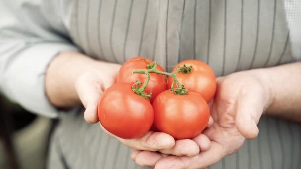 Close Mãos Homem Idoso Segurando Tomates Vermelhos Maduros — Vídeo de Stock