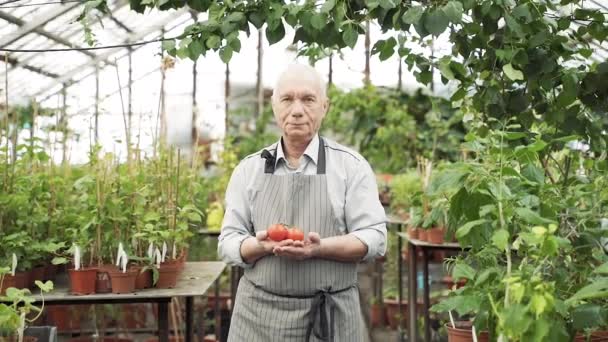 Portret Starszego Mężczyzny Fartuchu Trzymającego Pomidory Rękach Szklarni — Wideo stockowe