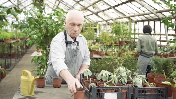 Groep Van Moderne Tuiniers Werkzaam Een Kas Landbouw Land Tuinbouw — Stockvideo