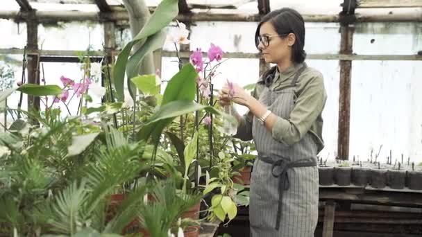 穿着制服的女园丁向温室里的花卉和植物喷洒水 — 图库视频影像