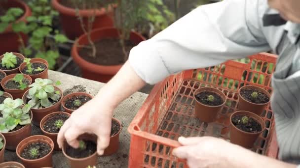 温室内のボックスから植物のポットを取っている高齢者の男性庭師のクローズアップ手 — ストック動画