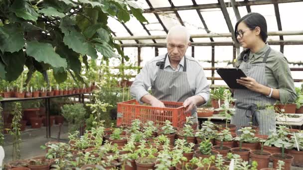 高齢の男性庭師は最高の植物を選んで箱に入れます 温室内のタブレットPcに書いている若い女性 — ストック動画