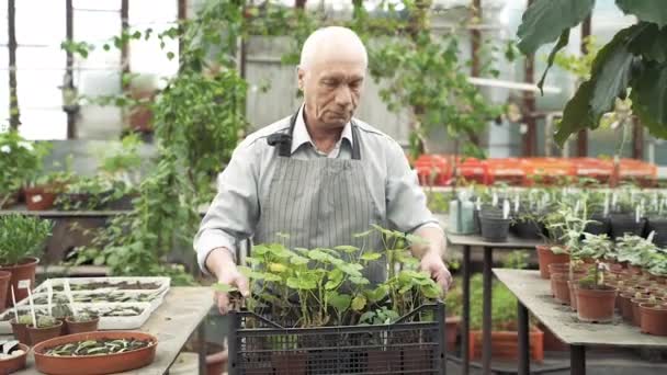 Ein Älterer Mann Schürze Trägt Eine Kiste Mit Pflanzen Gewächshaus — Stockvideo