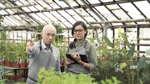 Grupo Jardineiros Modernos Que Trabalham Uma Estufa Agricultura Agricultura Jardinagem — Vídeo de Stock