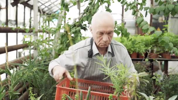 Elderly Man Working Greenhouse Concept Active Retirement Agriculture Horticulture — Stock Video