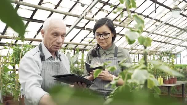 Par Jardineros Revisando Manteniendo Registros Plantas Invernadero Agricultura Agricultura Jardinería — Vídeo de stock