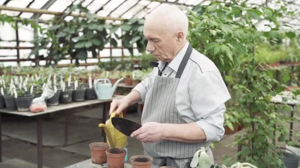 Starszy Mężczyzna Ogrodnik Sadzenie Nowych Roślin Doniczkach Szklarni — Wideo stockowe