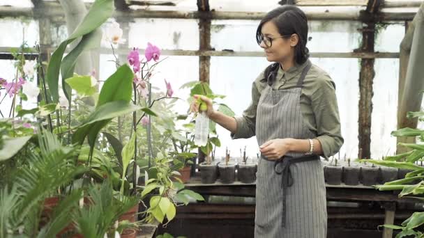 温室内の花や植物に均一な噴霧水の女性庭師 — ストック動画