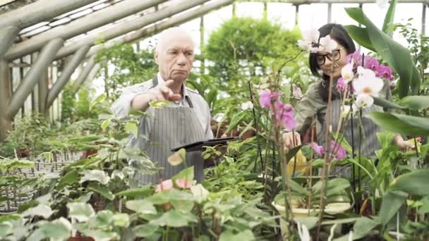 两个现代园艺师在温室里干活 一位老年人保存植物记录并将数据输入平板电脑 年轻女子在浇花 — 图库视频影像