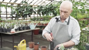 Yaşlı erkek bahçıvan, seraya yeni bitkiler ekilsin diye toprağı çömlek içinde hazırlıyor.