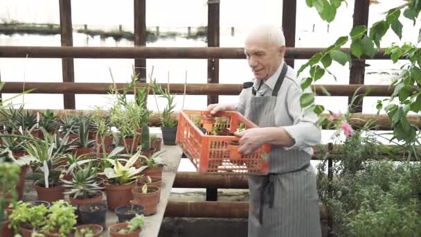 Modern Kertészek Csoportja Dolgozik Egy Üvegházban Mezőgazdaság Gazdálkodás Kertészet — Stock videók