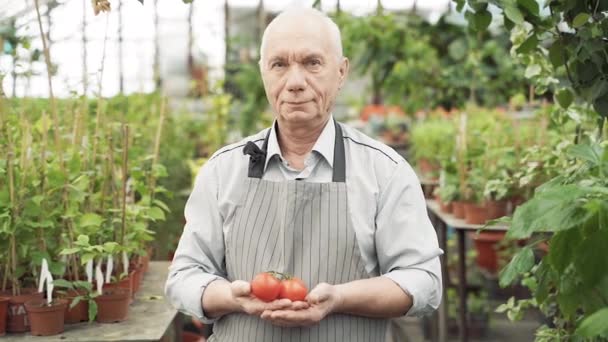 Retrato Anciano Jardinero Delantal Sonriendo Sosteniendo Tomates Sus Manos Invernadero — Vídeo de stock