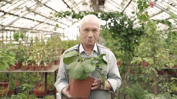 一个年长的男园丁拿着一个盆栽在温室里的画像 耕作和农业的概念 — 图库视频影像
