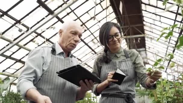 Two Modern Gardeners Checking Keeping Records Plants Greenhouse — 비디오
