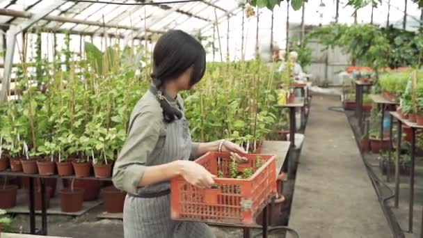 Grupo Jardineros Modernos Que Trabajan Invernadero Agricultura Agricultura Jardinería — Vídeos de Stock