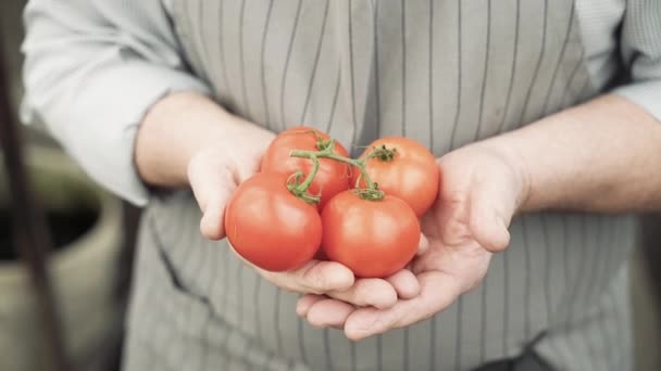 Close Hands Elderly Man Holding Ripe Red Tomatoes — Stock Video