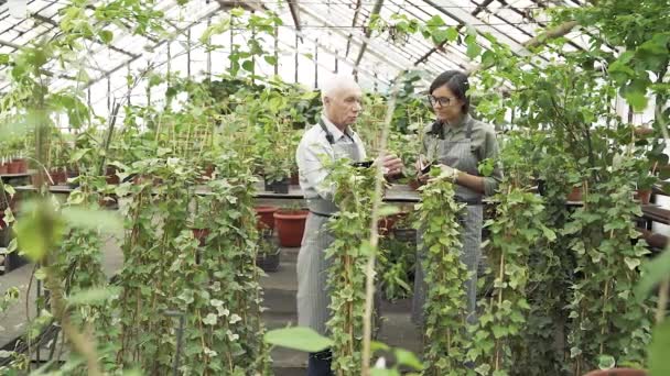 一位年长的男性园丁向一位年轻的专家解释了在温室里种植和照料植物的特点 她在笔记本上做笔记 — 图库视频影像