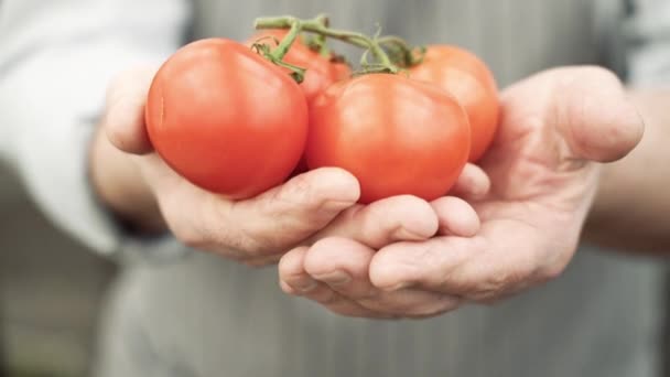 Zbliżenie Dojrzałych Pomidorów Gałęzi Rękach Starszego Mężczyzny Koncepcja Żywności Ekologicznej — Wideo stockowe