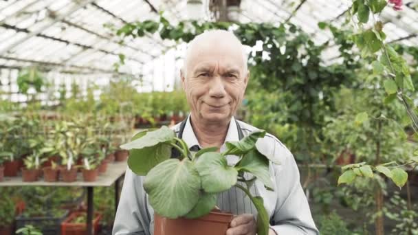 Portrait Elderly Male Gardener Holding Pot Plant Greenhouse Concept Gardening — 비디오