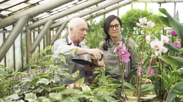 Δύο Σύγχρονοι Κηπουροί Που Κοιτάζουν Λουλούδια Ορχιδέας Και Συζητούν Για — Αρχείο Βίντεο