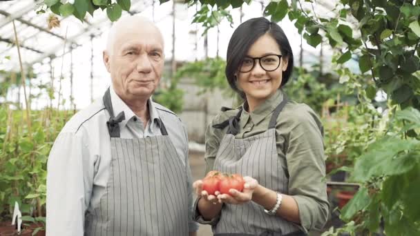Portrait Elderly Man Young Woman Gardeners Holding Ripe Red Tomatoes — Stock Video