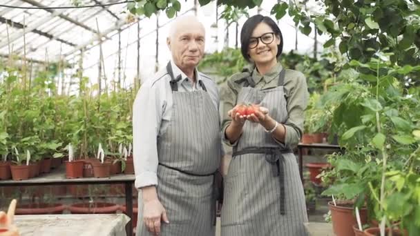 温室で熟した赤いトマトを手にした老人と若い女性の庭師の肖像画 — ストック動画