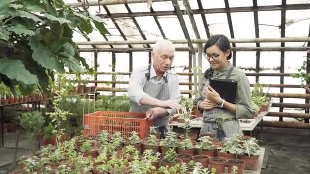Két Modern Kertész Egy Idős Férfi Egy Fiatal Egy Üvegházban — Stock videók