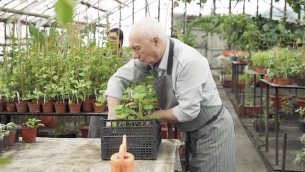 Két Modern Kertész Dolgozik Egy Üvegházban Mezőgazdaság Gazdálkodás Kertészet — Stock videók
