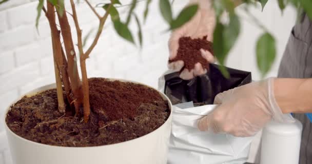 Närbild Kvinnlig Trädgårdsmästare Händer Handskar Sätta Jord Eller Gödningsmedel Kruka — Stockvideo