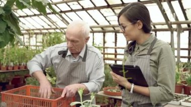 İki modern bahçıvan yaşlı bir adam ve serada çalışan genç bir kadın. Tarım, tarım ve bahçe işleri.