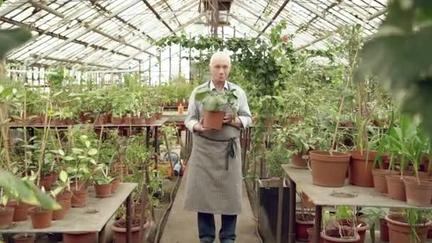 Portrait Elderly Male Gardener Holding Pot Plant Greenhouse Concept Gardening — Stock Video