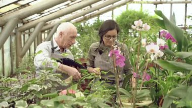 İki modern bahçıvan orkide çiçeklerine bakıyor ve serada bakımlarını tartışıyorlar..