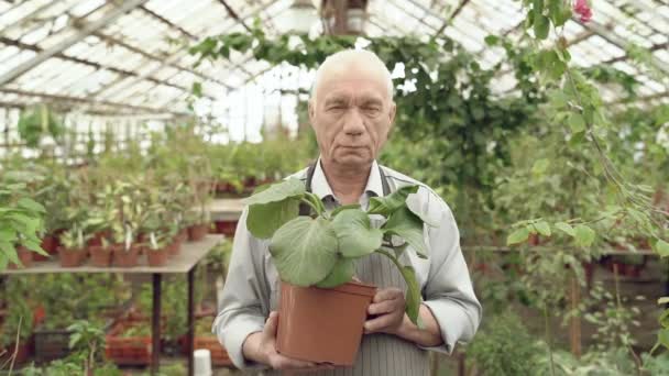 Portret Starszego Ogrodnika Trzymającego Garnek Rośliną Szklarni Koncepcja Ogrodnictwa Rolnictwa — Wideo stockowe