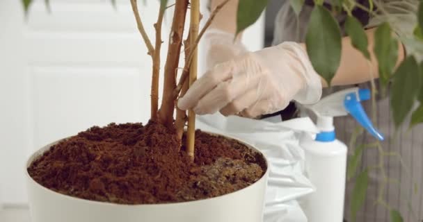 家の植物の乾燥した枝をきれいに手袋で庭師のクローズアップ女性の手 園芸の概念 — ストック動画