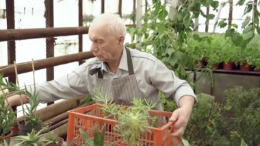 Serada çalışan yaşlı bir erkek bahçıvan. Bahçe işleri ve aktif emeklilik.