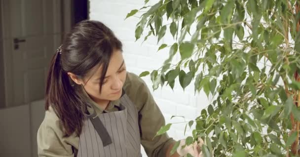 Jardineiro Feminino Verificando Flor Limpando Ramos Secos Uma Planta Sala — Vídeo de Stock
