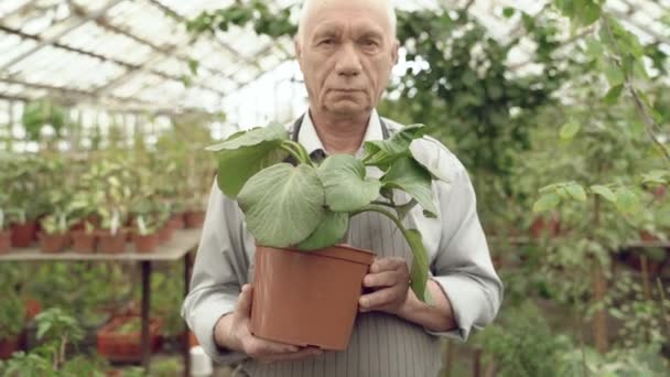 一位站在温室里的老园丁手中拿着一棵绿色植物的壶的特写 — 图库视频影像