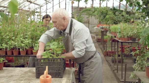 Két Modern Kertész Dolgozik Egy Üvegházban Mezőgazdaság Gazdálkodás Kertészet — Stock videók