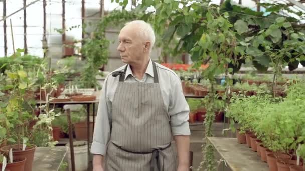 老园丁在温室里散步和检查盆栽 积极的养恤金和园艺概念 — 图库视频影像