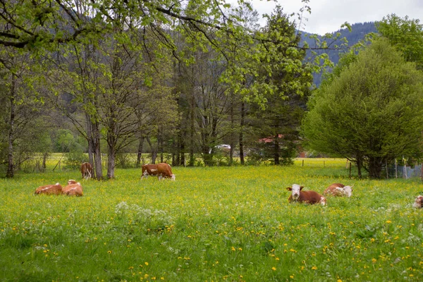 kahverengi ve beyaz süt inekleri