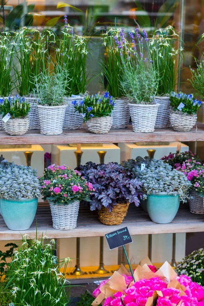 renkli çiçekli küçük çiçekçi