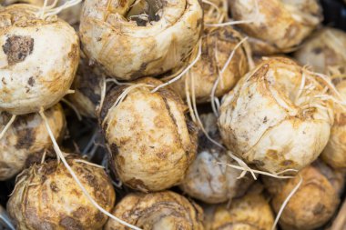 Hollanda, Amsterdam 'daki çiçek pazarında büyük desenli çiçekler..