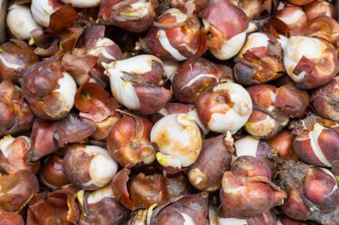 Bir sürü lale soğanı, soğan sarısı dokular. Lale ampullerinin arkaplan ve dokusunu kapat