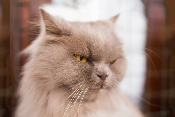 Close up portrait of serious suspicious beige furry cat with orange eyes looking away — Stock Photo, Image