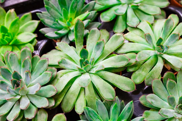 Succulenten planten op de Amsterdamse bloemenmarkt op straat. Groene miniatuur woestijn sappige planten Rechtenvrije Stockafbeeldingen