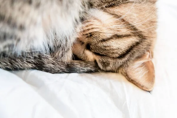 Bir kaplan kedi yumuşak, rahat bir yatakta uyur. Kedi bir topun içine kıvrıldı ve soğuktan saklandı. — Stok fotoğraf