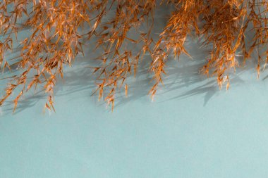 Sazlıkların üst çerçevesi, tarafsız pastel mavi arka planda gölgeli yaprak dalları. Düz konum, üst görünüm çiçek başlığı metin için kopyalama alanı.