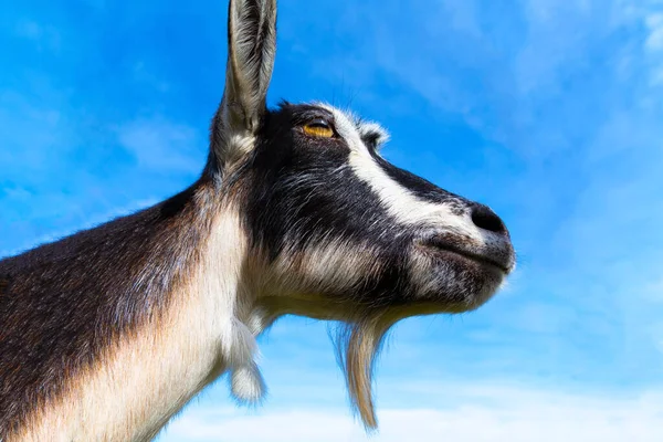 Um close de uma cabra branca preta no fundo do céu azul — Fotografia de Stock